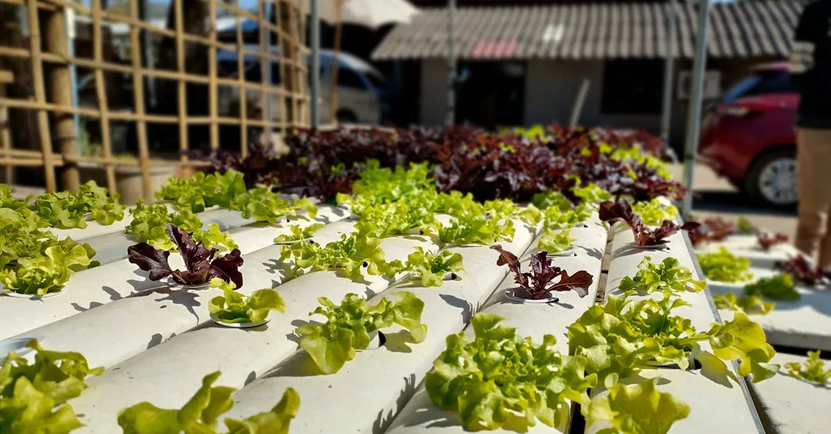 découvrez l'aquaponie, une méthode innovante et écologique combinant aquaculture et culture hydroponique pour produire des aliments frais et durables chez vous.