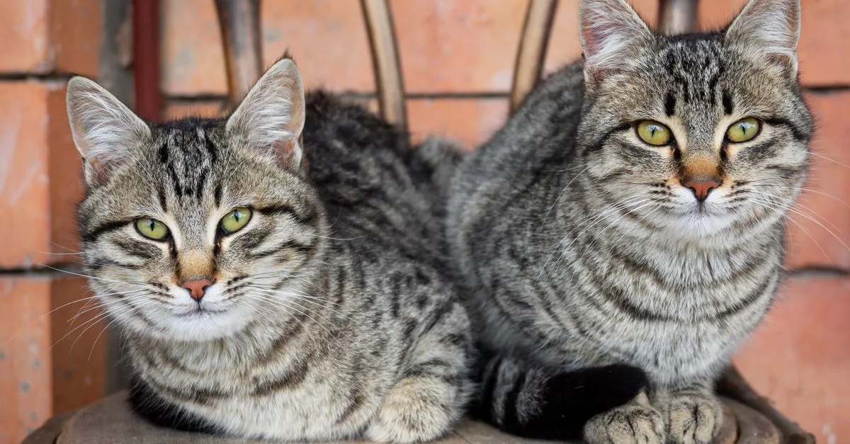 conseils pratiques pour une cohabitation harmonieuse avec votre chat : astuces pour une meilleure entente et un environnement apaisant.