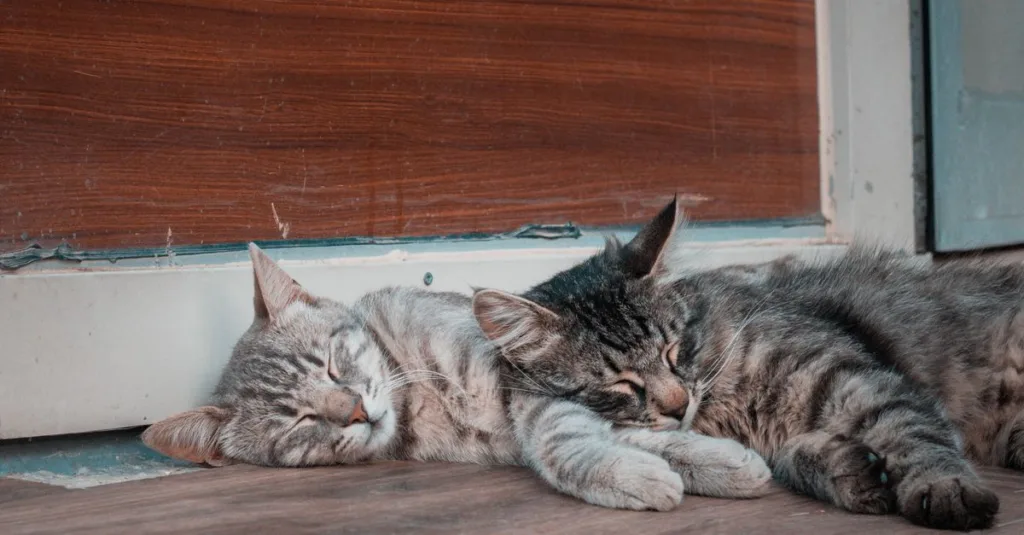 découvrez nos conseils pratiques pour une cohabitation harmonieuse entre vos chats et profitez d'un foyer paisible et équilibré.