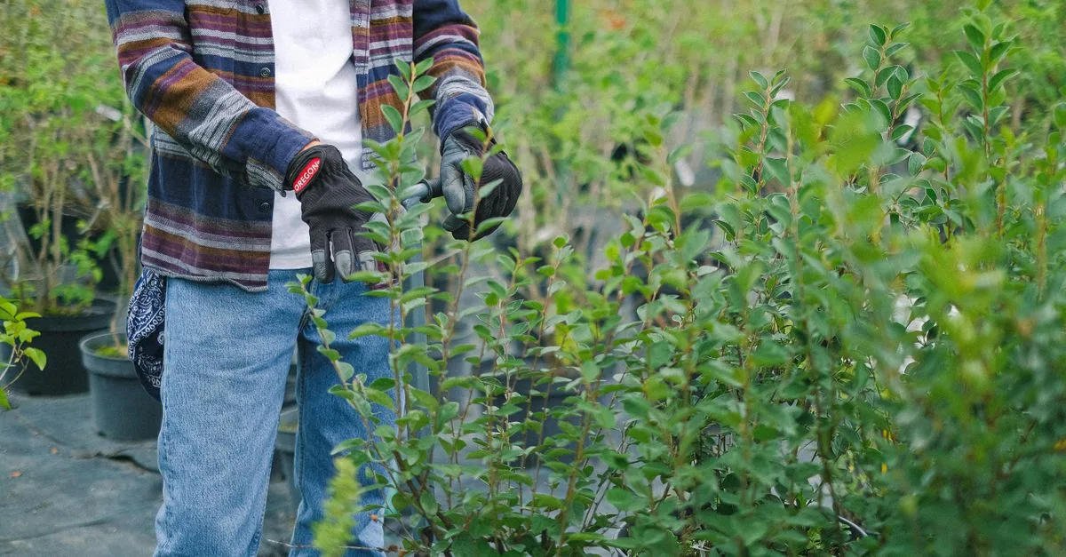 guide complet d'élagage des plantes : conseils pratiques pour tailler et entretenir vos végétaux afin de favoriser leur croissance et leur santé.