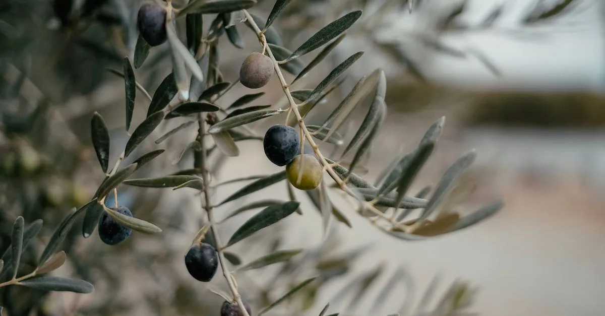 découvrez la couleur olive green, une teinte naturelle et apaisante, parfaite pour apporter une touche élégante et équilibrée à votre décoration ou votre garde-robe.