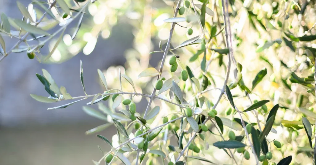 découvrez la teinte olive green, une couleur naturelle et apaisante, parfaite pour apporter une touche d'élégance et de sérénité à vos projets de design et décoration.